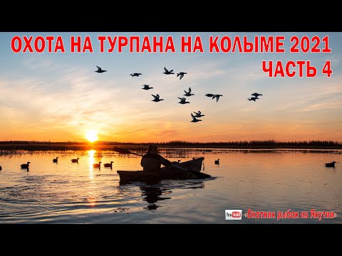 Видео: ОХОТА НА ТУРПАНА НА КОЛЫМЕ 2021 ЧАСТЬ 4. Охота на уток в Якутии HUNTING FOR VELVET SCOTER ON KOLYMA