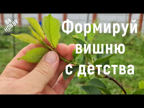 Видео: ЛЕТНЯЯ формировка молодого саженца ВИШНИ! Не упусти момент!