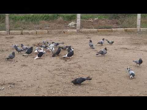 Видео: #BAKU #PIGEON       Знаменитые голуби НАРИМАНА в Баку!