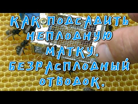 Видео: КАК ПОДСАДИТЬ НЕПЛОДНУЮ МАТКУ. БЕЗРАСПЛОДНЫЙ ОТВОДОК.