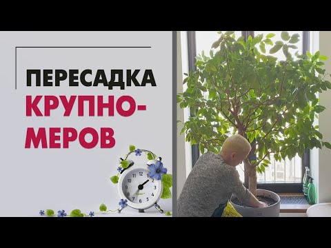 Видео: Пересадка крупномеров из горшков ЛЕЧУЗА | Смотрим и нюхаем, что произошло внутри за пару лет