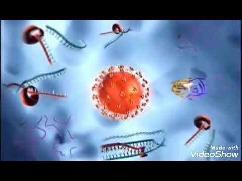 Видео: Жизненный цикл вируса