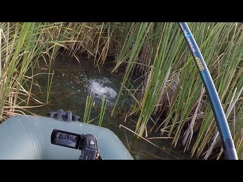 Видео: КАРП, АМУР! на БОКОВОЙ КИВОК в КАМЫШЕ!!! ловля карпа, рыбалка на боковой кивок.