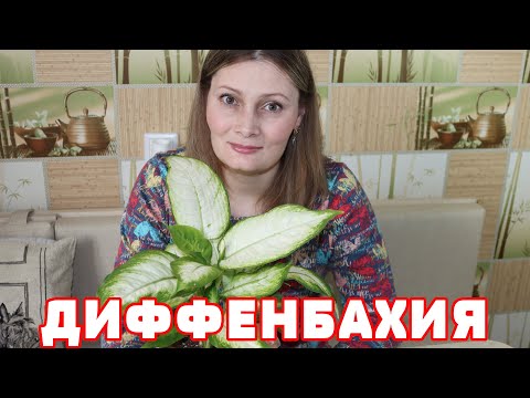 Видео: Диффенбахия ЗАЦВЕЛА! Секрет ухода, полив, пересадка БЕСПЛАТНАЯ ПОДКОРМКА для БЕШЕНОГО РОСТА растений