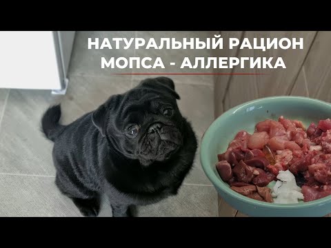 Видео: НАТУРАЛКА ДЛЯ СОБАКИ - АЛЛЕРГИКА? Чем кормить?