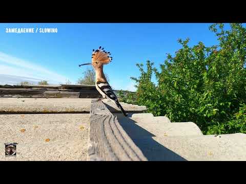 Видео: Удоды Баскунчак. Наблюдение за птицами #баскунчак #удод #наблюдениезаптицами #birdwatching #hoopoe