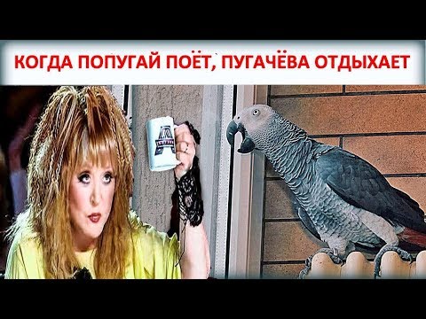 Видео: КОГДА ЖАКО ПЕТРУНЯ ПОЕТ, ПУГАЧЕВА ОТДЫХАЕТ😂 Funny parrot