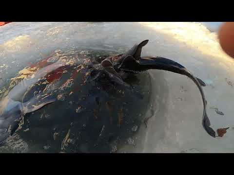 Видео: Поехал на "Водопад" за осетром и не прогадал. Рыбалка с 11.03 на 12.03