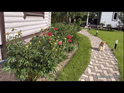 Видео: Вот и лето! Первые пионы, новинки и грядущие переделки в саду.