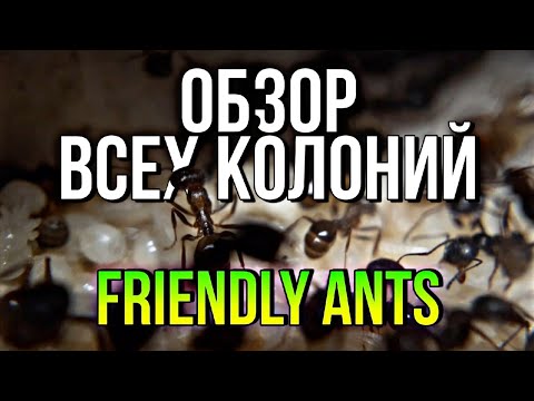 Видео: ОБЗОР ВСЕХ МОИХ КОЛОНИЙ