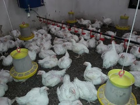 Видео: Профилактические выпойки  и вакцинация бройлеров!