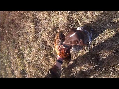 Видео: Охота на фазана! С курцхааром! Трофей добыт!