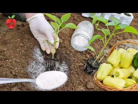 Видео: Как вырастить здоровую и качественную рассаду перца?