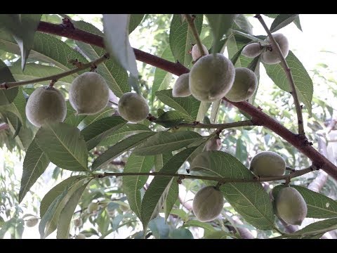 Видео: Персик. Нормируем урожай.