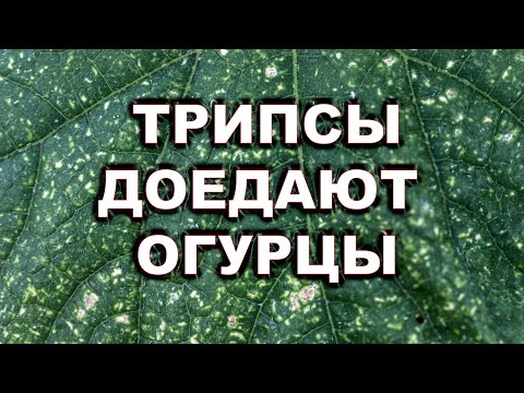 Видео: Как вырастить огурцы без химии?