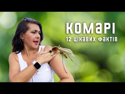 Видео: 12 цікавих фактів про комарів / Ruslana Borysenko