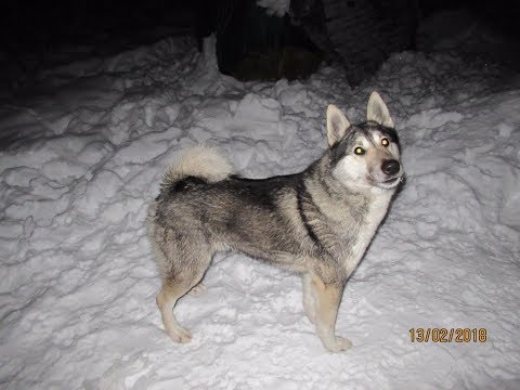 Видео: Соболь не проси/Тайну не открою/