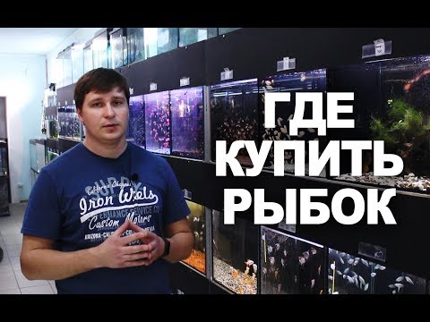 Видео: Где купить рыбок