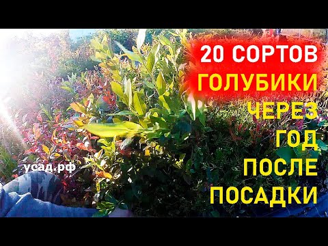 Видео: Что стало с голубикой через год после неправильной посадки. Большой обзор 22 сортов.