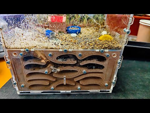 Видео: Уборка в формикарии — муравьи в шоке