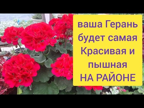 Видео: ГЕРАНЬ станет королевой, ДАЖЕ САМАЯ ХИЛАЯ ЗАЦВЕТЕТ, черенкование и размножение пеларгонии