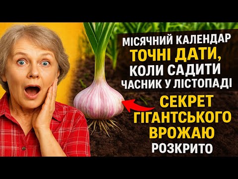 Видео: МІСЯЧНИЙ КАЛЕНДАР: ТОЧНІ ДАТИ, КОЛИ САДИТИ ЧАСНИК У ЛИСТОПАДІ. СЕКРЕТ ГІГАНТСЬКОГО ВРОЖАЮ РОЗКРИТО.
