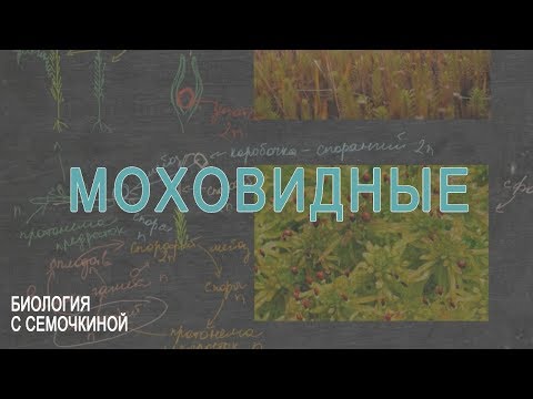 Видео: Моховидные