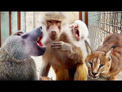 Видео: ЛЮСЯ чуть не ПРИБИЛА ЕЛИСЕЯ, береги его!У Рокки КЛАДОВКА во рту.ТИГРЫ местного разлива ходят в парке
