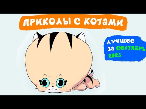 Видео: Приколы с котами. ЛУЧШЕЕ ЗА СЕНТЯБРЬ 2023 | Мемозг