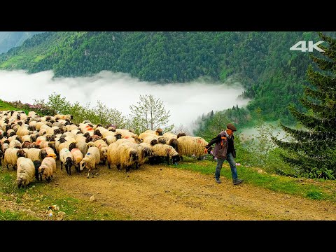 Видео: Миграция над облаками | Документальный