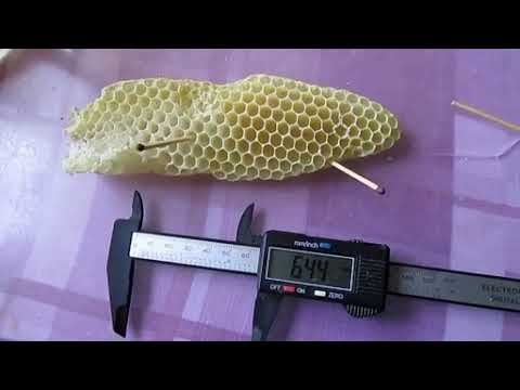 Видео: пчеловодство на ячейке 4,9 мм - часть 57, строят языки с трутневой ячейкой, размер ячейки 6,44 мм