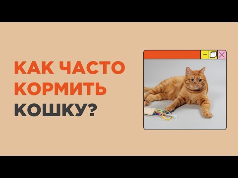 Видео: Как часто нужно кормить кошку в день?