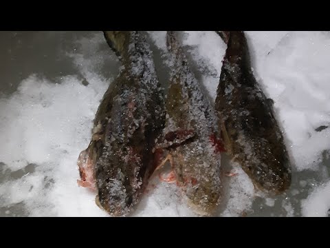 Видео: Ладога. Налим. Первый лёд.