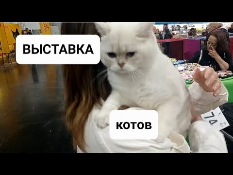 Видео: КОТЯТА СФИНКСЫ и ЭЛЬФЫ, ШОТЛАНЦЫ и МЕЙНКУНЫ. ПОРОДЫ И ХАРАКТЕРЫ#сфинксы#породыкошек #catshow#猫