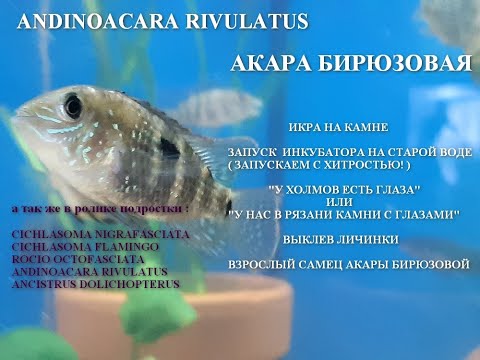 Видео: Акара Бирюзовая. От икринки до взрослой особи. Andinoacara Rivulatus