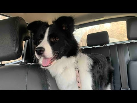 Видео: Как щенку приклеить уши. Постановка ушей.