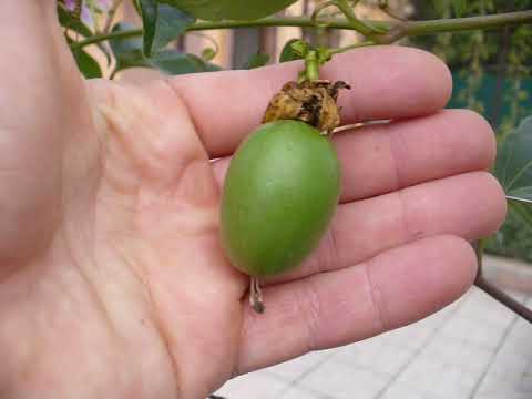 Видео: Маракуя северная. Результат проращивания семян. passion fruit