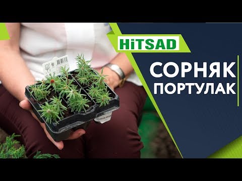 Видео: Самый Страшный Сорняк Портулак ✔️ Как избавится от Сорняка 🌱 Советы От Хитсад ТВ хитсад медиа