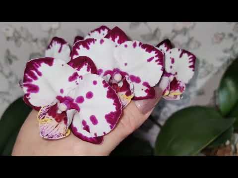 Видео: Орхидеи 🔥начало цветения орхидей,обзор 2.❤