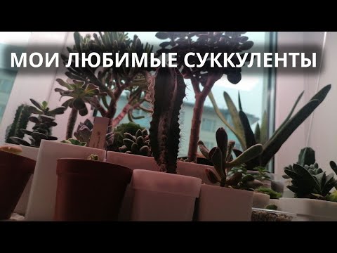 Видео: Показываю первые и любимые растения в честь 2000 подписчиков