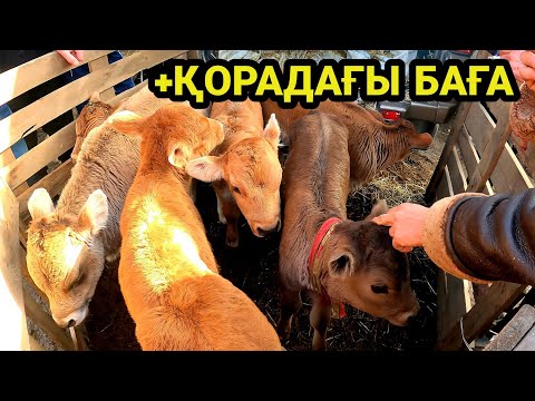 Видео: ІРІ ҚАРА БАҒАЛАРЫ 05.03.2023 АЛМАТЫ-ҰЗЫНАҒАШ МАЛ БАЗАРЫ