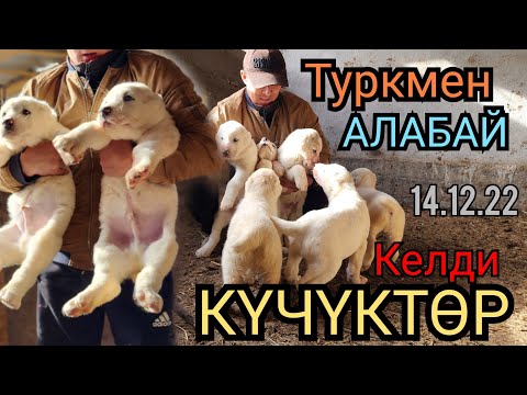 Видео: АЛАБАЙ ТҮРКМӨН КҮЧҮКТӨР КЕЛДИ 😱14 декабря 2022 г.