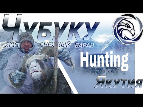 Видео: Я_ОХОТА_на_ЯКУТСКОГО_СНЕЖНОГО_БАРАНА__Охота_на_Чубуку_