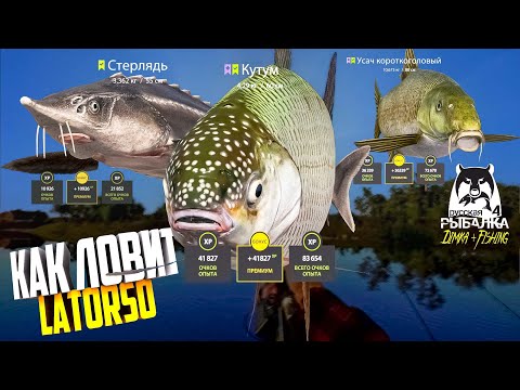 Видео: Русская рыбалка 4.🎣🦈 р. Ахтуба 🐋🐬🐋💦 КАК ЛОВИТ LATORSO 👀