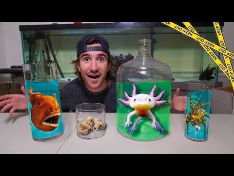 Видео: НЕ ПОКУПАЙТЕ ЖИВУЮ РЫБУ В ИНТЕРНЕТЕ...