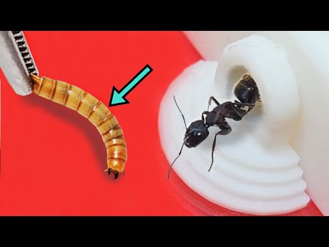 Видео: Удивительная битва муравьев и мельничных червей! Могут ли муравьи охотиться на мельничных червей?