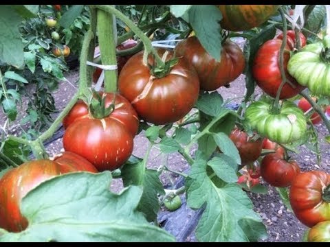 Видео: Обзор сортов томатов с видом в разрезе