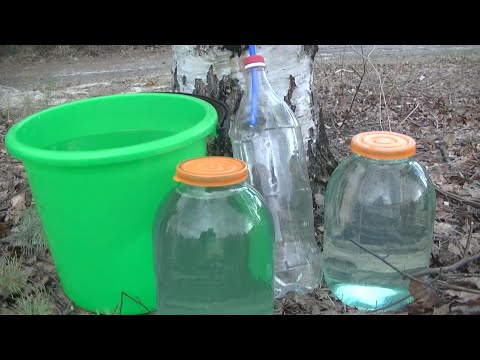 Видео: Как Собрать Берёзовый Сок Быстро Чисто и Вовремя. Лучший Способ.