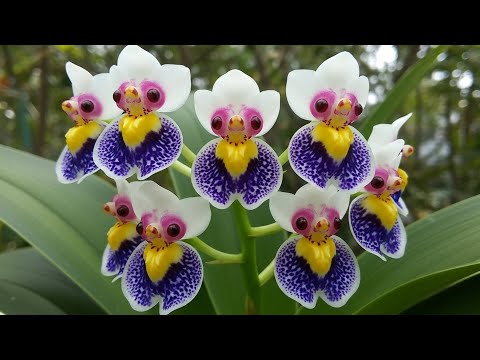 Видео: 20 самых красивых цветов в мире