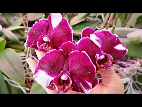 Видео: ТРЕСЬ 😄👍🌺 Жду. Много Каменных роз.